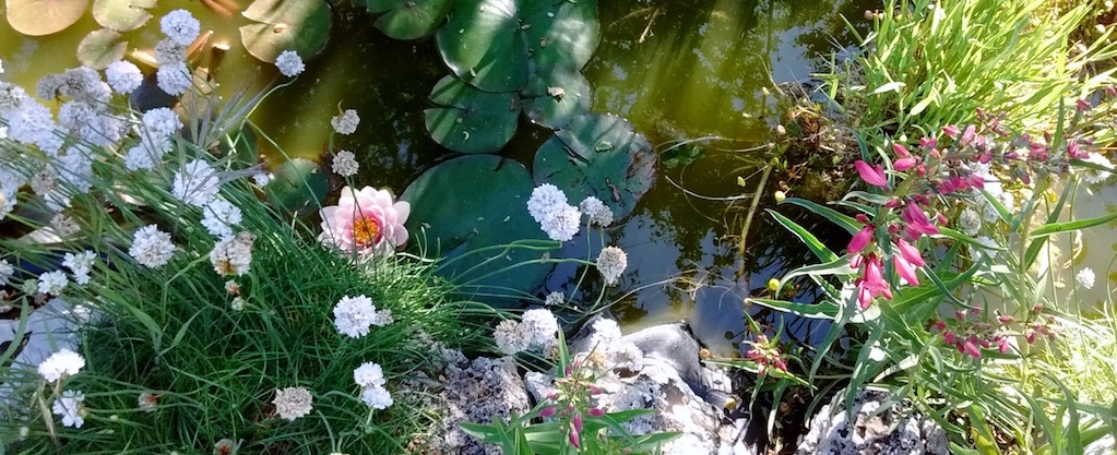 Serbal paisajismo y jardinería, jardinería y paisajismo en Valladolid